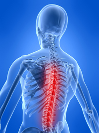 Image of Spine